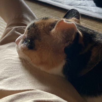 すずワ雛。さんのプロフィール画像