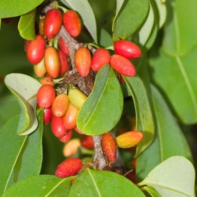 Purlangesta's profile picture. 