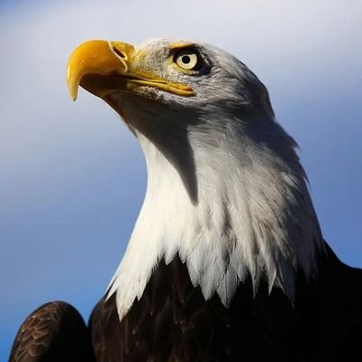 UsmanSuleima's profile picture. Utility / MemeCoin Maxi, Follow The Trend, TA guru, $LYX, $Fsnipe, $DOG1, $UNIBOT, #BuildonBase