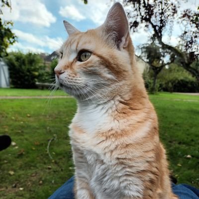 Compte de 🐱
Chavalier fluffique de mon état, je veille sur mon fief et sur mes serv... humains pardon. 
Je tente de courtiser Dame Fluffy (🎲échec critique)