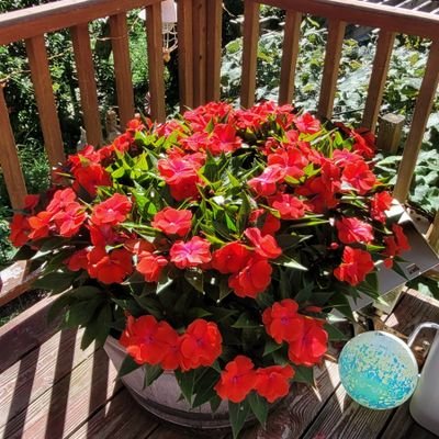 pjc60966538's profile picture. 