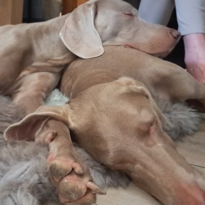 alberthartogden's profile picture. 