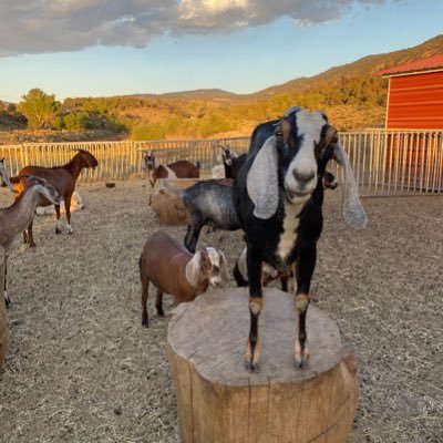 @ACCgoats