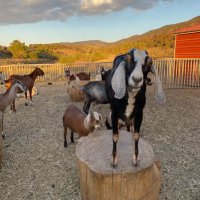 Angeles Crest Creamery(@ACCgoats) 's Twitter Profile Photo