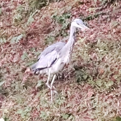 しゅ(ほいっぷ)さんのプロフィール画像