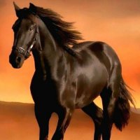 Mete x.ink @LineaBuild @SuperseedXYZ (🦄,🦄) (@zcanx4) Twitter profile photo