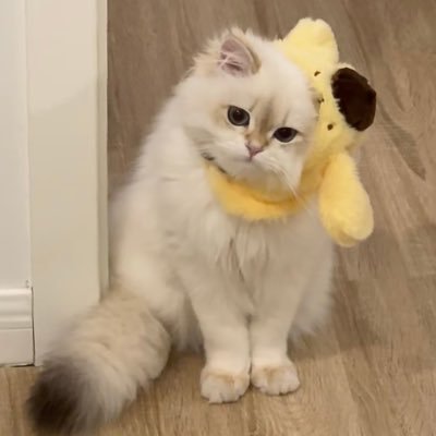 rubywoo06606's profile picture. 