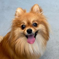 ポン太 (@ponta_ponta07) 's Twitter Profile