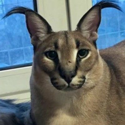 TStream7351637's profile picture. creator of x64os, creator of tendhost mindustry server