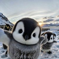 penguin Jazz♪(@7hq5PyYXTIBg76p) 's Twitter Profile Photo
