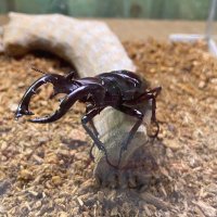 ケイト (@ed2ki) 's Twitter Profile