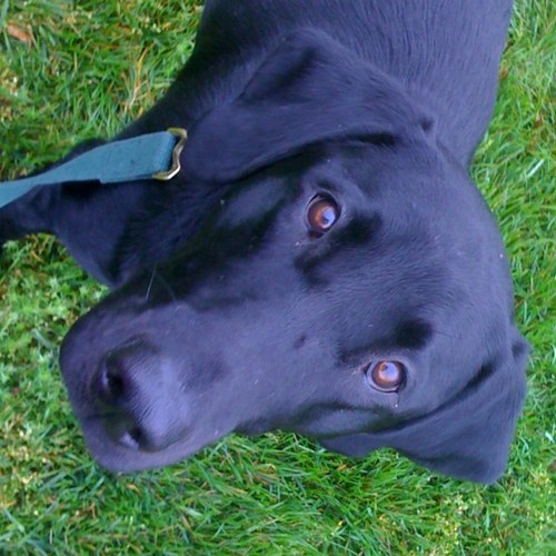 dabadgerdwag's profile picture. 