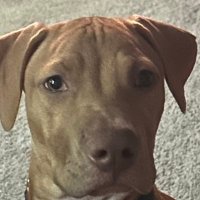 Trigger's Dad (@dadoftrigger) 's Twitter Profile