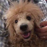Walle Lush (@wallelush) 's Twitter Profile
