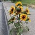 Eu🌻, um Eterno Aprendiz 🫶🏻 🇧🇷 (@1toquedodestino) Twitter profile photo Eu🌻, um Eterno Aprendiz 🫶🏻 🇧🇷 (@1toquedodestino) Twitter profile photo