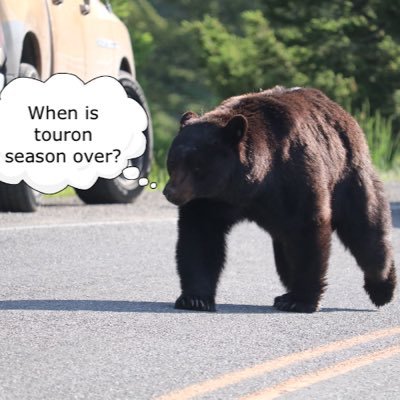 Tourist + Moron = Touron!! I spend a lot of time in both Yellowstone & the Tetons, & it never ceases to AMAZE me how stupid people are! (What NOT to do!!!!)