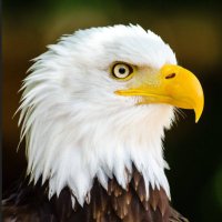 Sacred_Honor (@_sacred_honor) 's Twitter Profile Photo