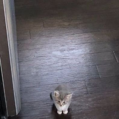 OuzBateman's profile picture. Kvaratskhelia mais de gauche