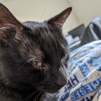 mjluvoices.bsky.social (@mjluvoices) 's Twitter Profile