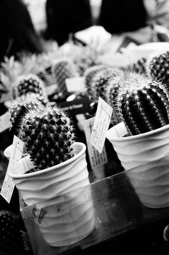 bebobolala's profile picture. 