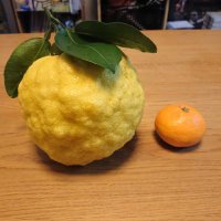 まほろば 2 (@chong_pu77873) Twitter profile photo