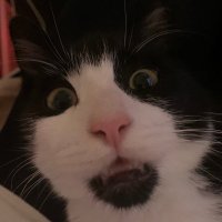 Lambertio (@lambertio_) 's Twitter Profile