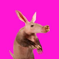 Aardvark (@aardvarkcoin) 's Twitter Profile