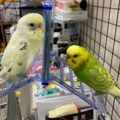 hiro_1009n's profile picture. 2017年10月9日は特別な日💜  セキセイインコ2羽とトニセン好きな飼い主😘インコ好きな方、トニセン好きな方よろしくお願いします🙇‍♀️
