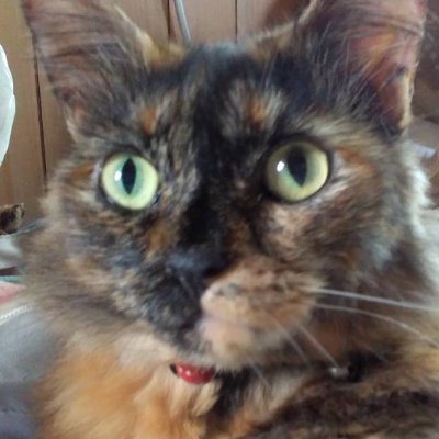 s480525t's profile picture. 暁千星様で宝塚を再び好きになりました♡
最推しは💕︎極美慎くんです🥰
☆暁千星さん🪐真白悠希さんOG星風まどかさん💕︎