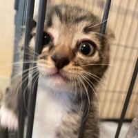 🐈⬛猫娘々(まお)⛓ 3/29生誕 (@maoneko46) 's Twitter Profile Photo 🐈⬛猫娘々(まお)⛓ 3/29生誕 (@maoneko46) 's Twitter Profile Photo