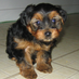 Root the Yorkie (@rootchakrad) Twitter profile photo Root the Yorkie (@rootchakrad) Twitter profile photo