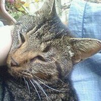 T or TF (@pachi_taro) 's Twitter Profile