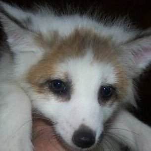 kippiepup's profile picture. doggirl in stem ucsc mdni