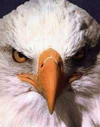 MEIEagle's profile picture. MEI's biggest fan!