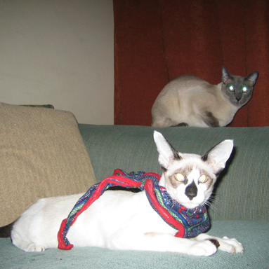 FelineDuo's profile picture. #Meow we're @TyeMeow & @KalimaCat the #FelineDuo. We love our parents @j_domin & @jlsdmoon, #sustainable fish, and getting our bro @RootChakraD into trouble.