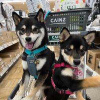 豆柴犬と釣り旅 (@ux25o1) 's Twitter Profile