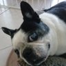 dachpal's profile picture. 13 year old Boston Terrier princess🌈 and her Human attendant