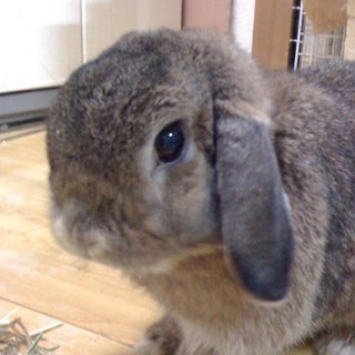 bijou11's profile picture. ミニうさぎルナちゃん♀2018年2月　11才2ヵ月。　ロップのあいちゃん♀2017年7月　10才3ヶ月で　　
2うさちゃんはお月様在住になりました🌛🐰🌠