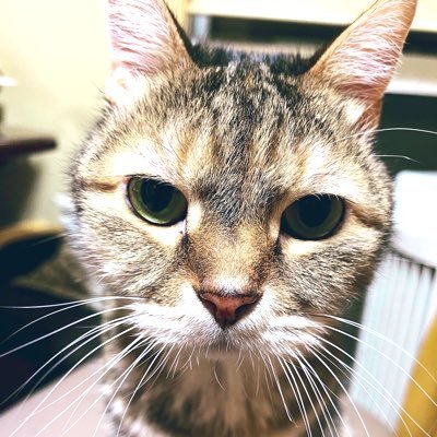 mrwataru09's profile picture. 趣味としては、アニメ、ゲーム、おもちゃ、映画、最近はあるVtubaさんを推してます ふらっとあらわれる猫さんです🐈