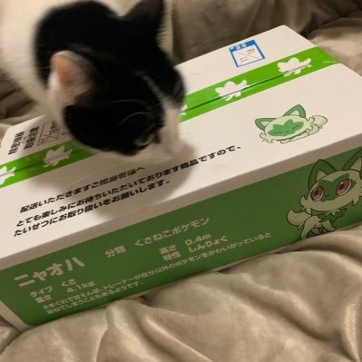 ポケモンが好きです！ 気軽にフォローしてください！🥺ポケカ／ゲーム／ゴルフ／猫