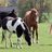 CyG_horses's profile image