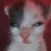 cat on low budget (@cat_budget) Twitter profile photo cat on low budget (@cat_budget) Twitter profile photo