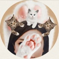 猫のいる生活(@vdbxdbv) 's Twitter Profile Photo