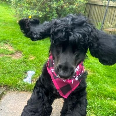 I'm Molly the Cocker Spaniel from Derbyshire UK. My humans lost Lucy & Rosie OTRB in 2022. I will make them happy again (and run them in circles 😁)
#YNWA