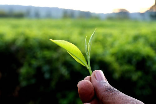 IHeartKenyanTea's profile picture. Kenyan tea is the UK’s best kept secret. Part of most teas here in Britain it’s the heart of a good cuppa - fresh, high quality and packed with health benefits