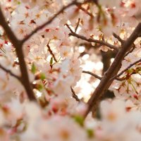 ぎんざん (@giniroya) 's Twitter Profile