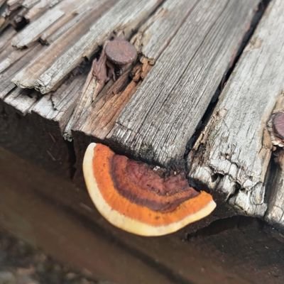 SkeptikalOne8's profile picture. ❤️🇺🇲🙏2A
Respect Existence or Expect Resistance!
Be sKEpTikAL of  EVERYTHING.
YOUR GOVT LIES TO YOU.
YOUR MEDIA IS CORRUPTED.