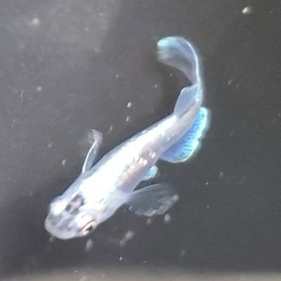 キラキラ最新品種はあまり居ません。流行りでも流行りじゃなくても自分の好きなメダカだけ追い続けます😆光体型のヒレ長が特に好み🐟✨✨フォロバ、リプ遅めかもです🙇