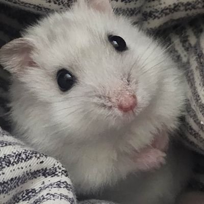 wktishsnr7003's profile picture. 日本語勉強中