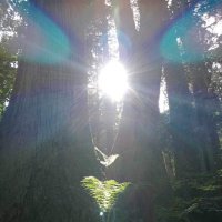 flingbutterfly 🦋FX 投資🍮 (@s28daijiro) 's Twitter Profile